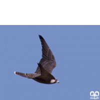 گونه بحری Peregrine Falcon